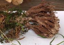 Stinkender Warzenpilz, Foto 11