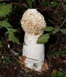 Stinkmorchel, Foto 14