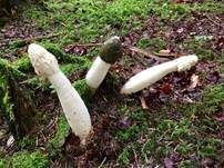 Stinkmorchel, Foto 15