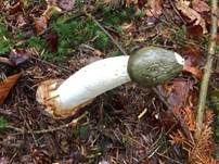Stinkmorchel, Foto 16