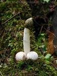 Stinkmorchel, Foto 17