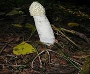 Stinkmorchel, Foto 20
