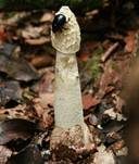 Stinkmorchel, Foto 24