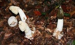 Stinkmorchel, Foto 25