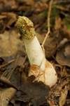 Stinkmorchel, Foto 26