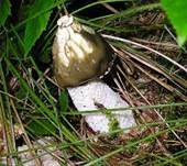 Stinkmorchel, Foto 29