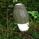 Stinkmorchel, Foto 30