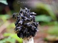Stinkmorchel, Foto 31