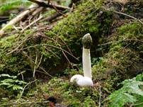 Stinkmorchel, Foto 35