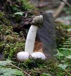 Stinkmorchel, Foto 37