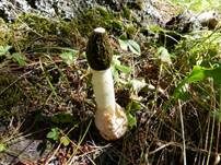 Stinkmorchel, Foto 39