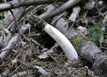 Stinkmorchel, Foto 43