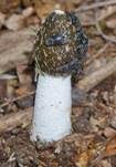 Stinkmorchel, Foto 48