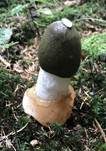 Stinkmorchel, Foto 49