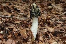 Stinkmorchel, Foto 53