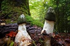 Stinkmorchel, Foto 57