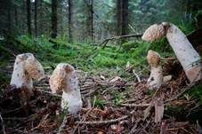Stinkmorchel, Foto 59