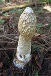 Stinkmorchel, Foto 60