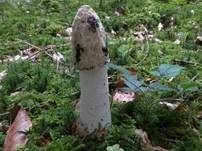 Stinkmorchel, Foto 63