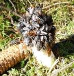 Stinkmorchel, Foto 11