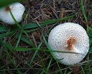 Stinkschirmling, Foto 13