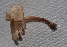 Stinkschirmling, Foto 23