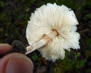 Stinkschirmling, Foto 8