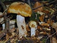 Stinktäubling, Foto 12