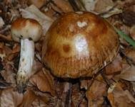 Stinktäubling, Foto 13