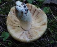 Stinktäubling, Foto 19