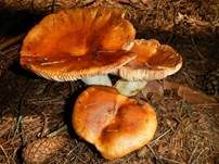 Stinktäubling, Foto 21