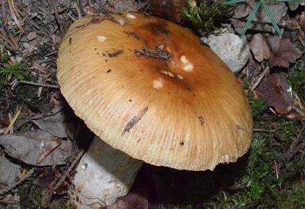 Stinktäubling, Foto 5