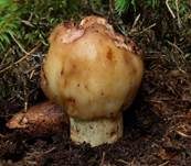 Stinktäubling, Foto 6