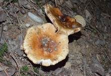 Stinktäubling, Foto 7