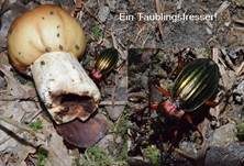 Stinktäubling, Foto 10