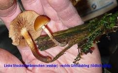 Stockschwämmchen, Foto 13