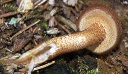 Stockschwämmchen, Foto 14