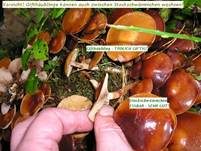 Stockschwämmchen, Foto 16