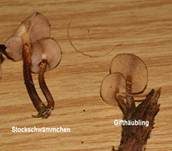 Stockschwämmchen, Foto 17