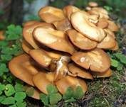 Stockschwämmchen, Foto 20