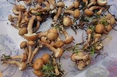 Stockschwämmchen, Foto 22