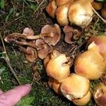 Stockschwämmchen, Foto 23