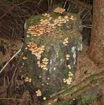 Stockschwämmchen, Foto 24