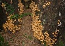 Stockschwämmchen, Foto 25