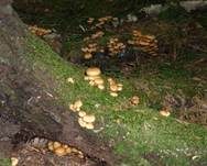 Stockschwämmchen, Foto 26