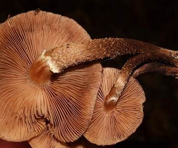 Stockschwämmchen, Foto 5