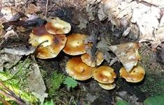 Stockschwämmchen, Foto 32