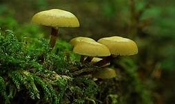 Stockschwämmchen, Foto 33