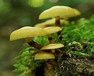 Stockschwämmchen, Foto 35