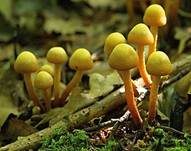 Stockschwämmchen, Foto 36
